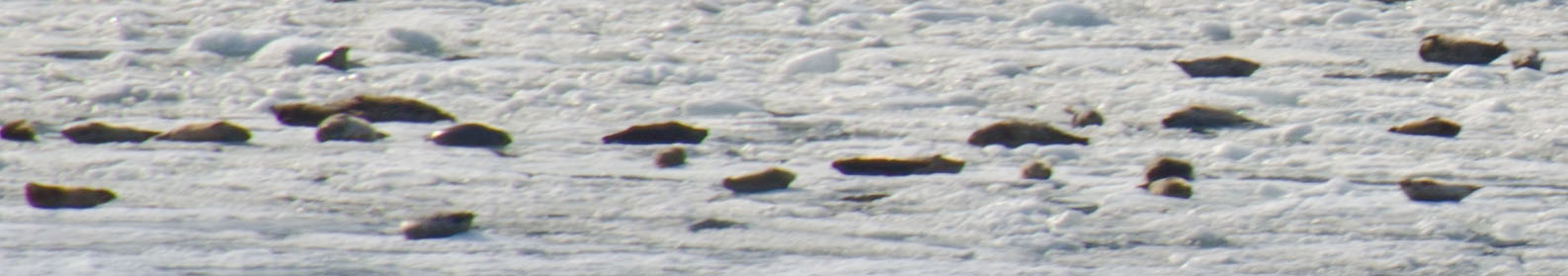 Seals basking at the base of Sawyer Glacier.